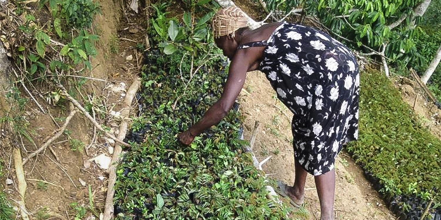 Unterstütze die Wiederaufforstung in Haiti und Äthiopien