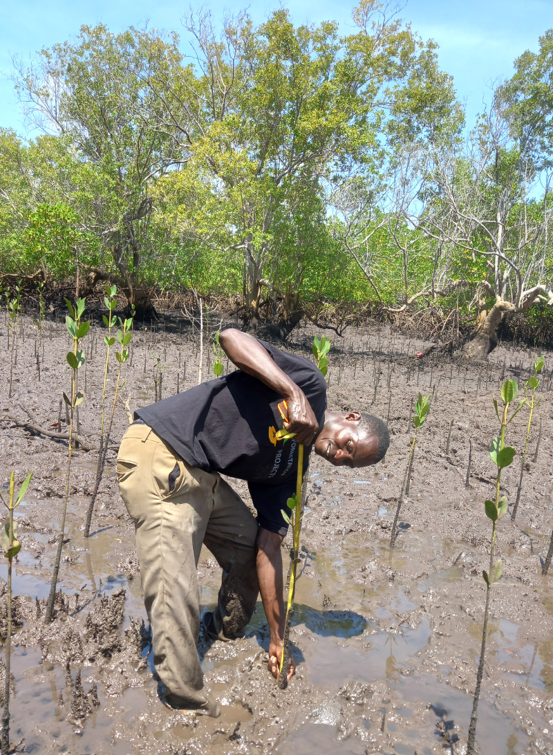 Reforestation against climate change